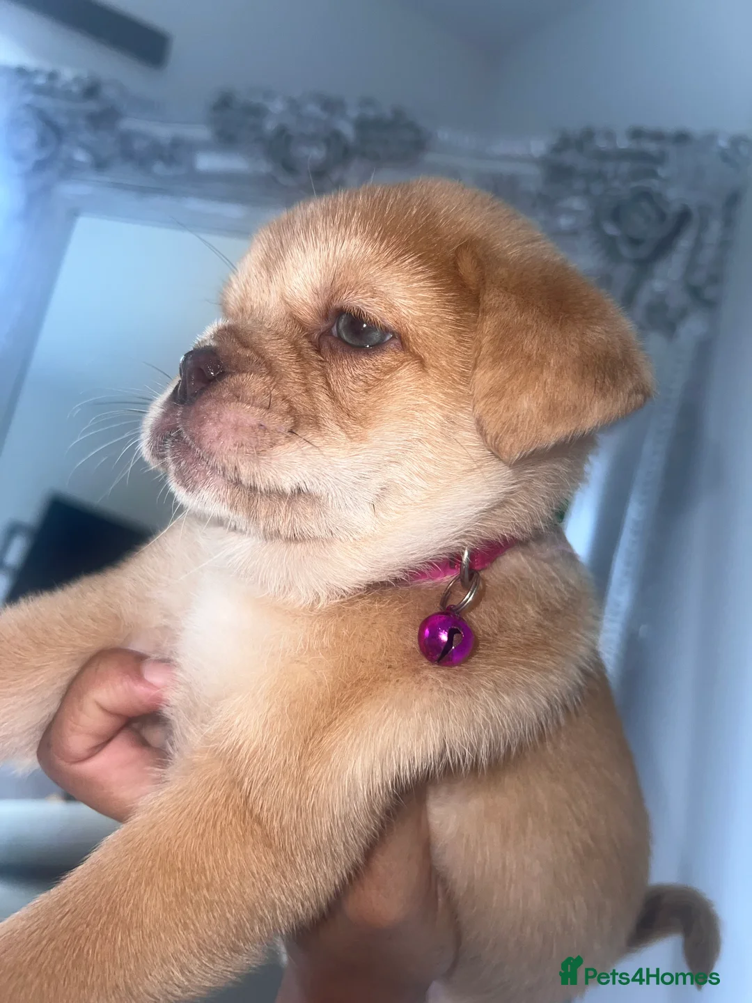 Mixed Breed dogs for sale: Chow Chow × Puppies  - Advert 17