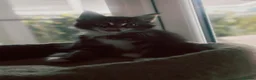 Maine Coon cats for sale: Maine coon kittens - Advert 6