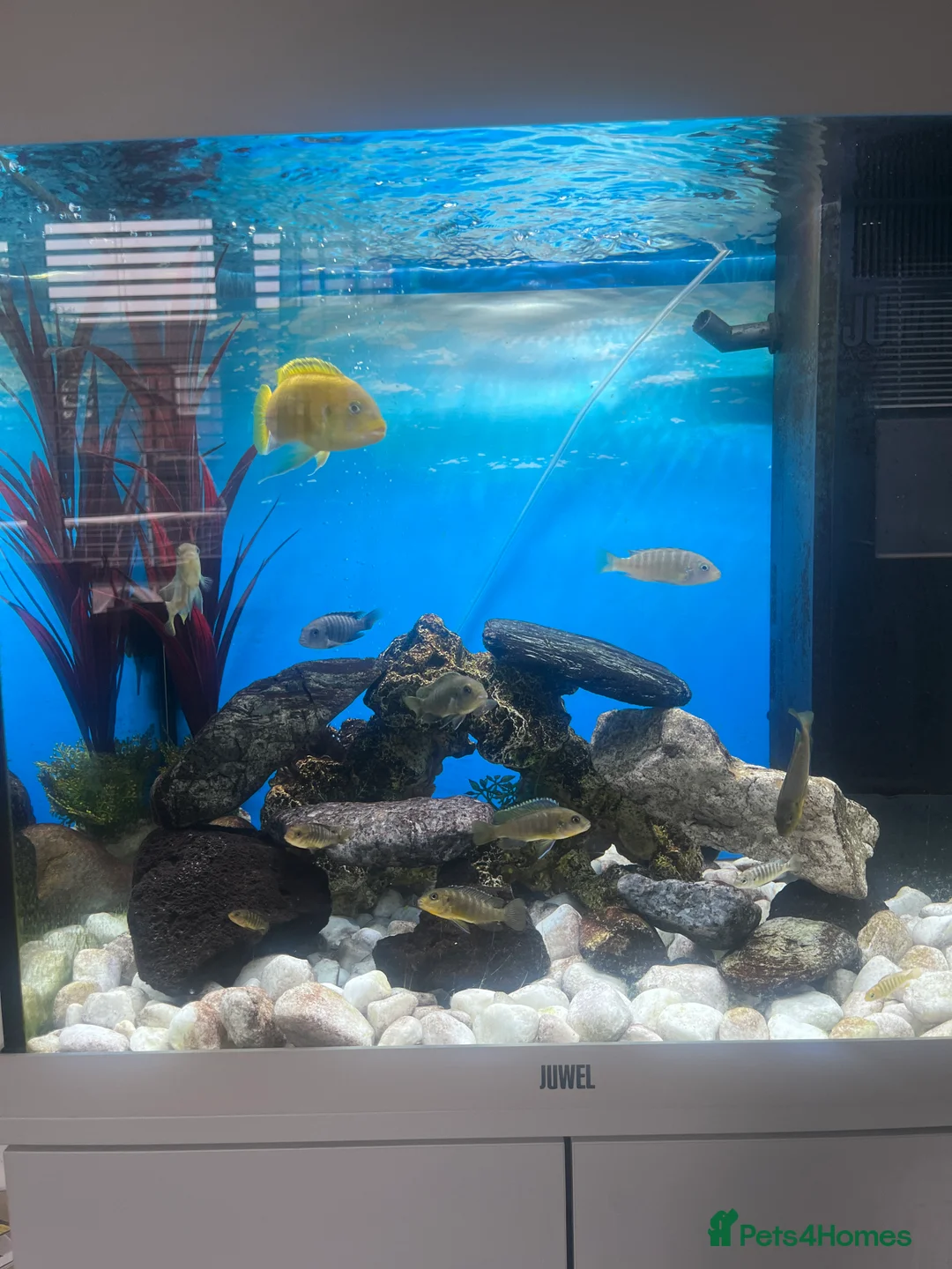 Cichlids fish for sale: Cichlids for sale  - Advert 4