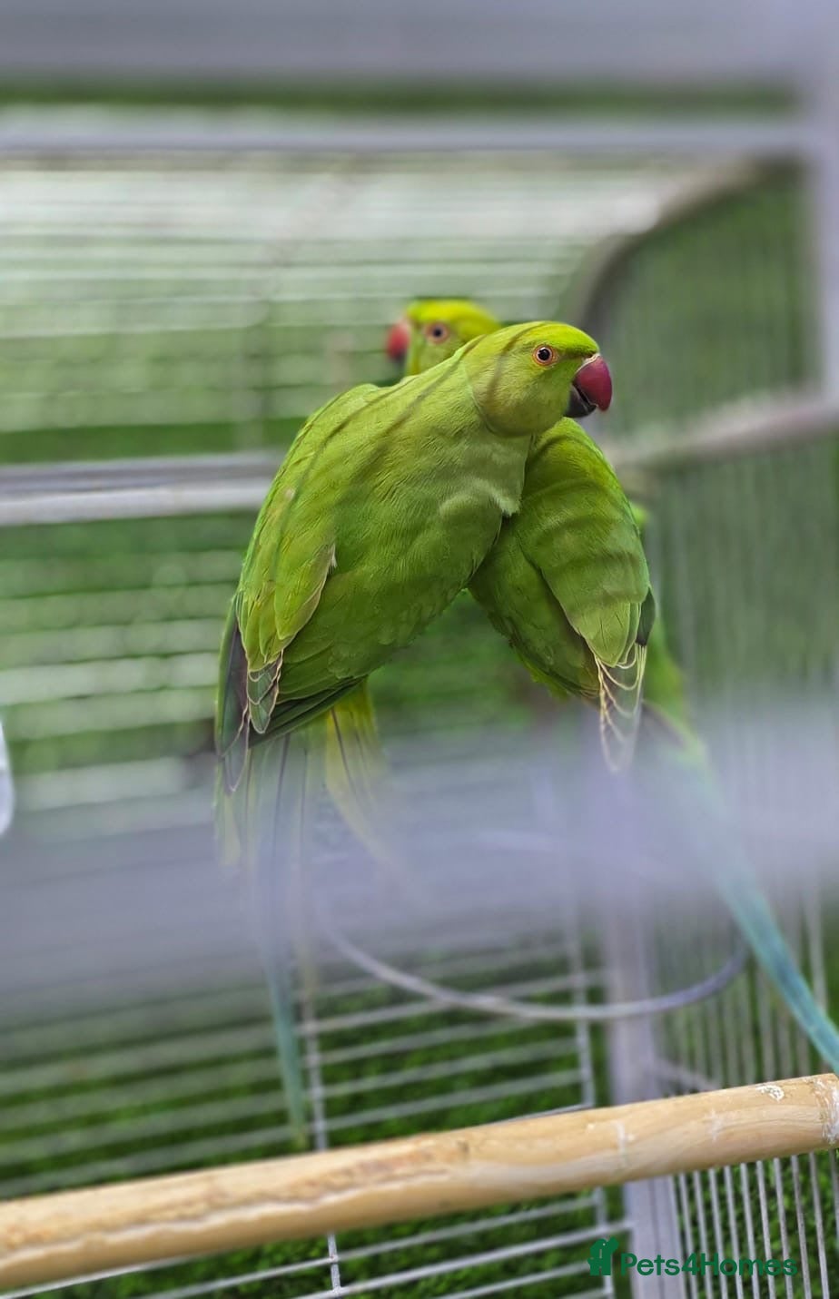 Conures birds Young Green Ringneck Parrots, Lovebirds & Budgies - Advert 4