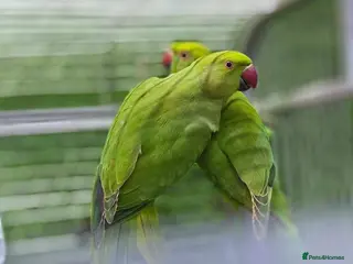 Conures birds Young Green Ringneck Parrots, Lovebirds & Budgies - Advert 4