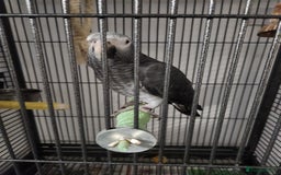 Budgerigars birds for sale: African Grey With Cage - Image 2