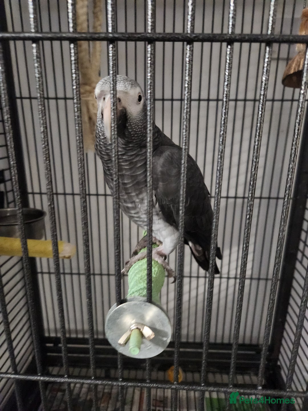 Budgerigars birds for sale: African Grey With Cage - Image 2