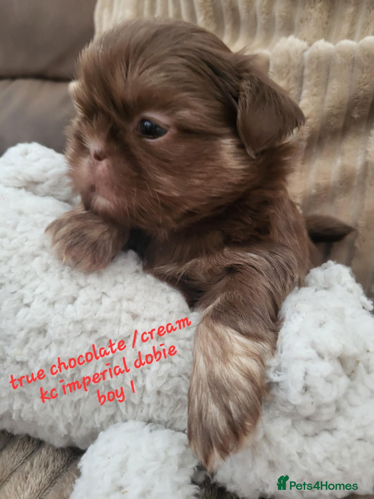 Shih Tzu dogs Quality dobie kc Imperial shih tzu  - Advert 1