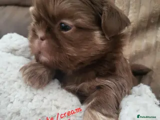 Shih Tzu dogs Quality dobie kc Imperial shih tzu - Advert 1