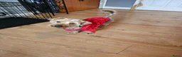 Yorkshire Terrier dogs for sale: Rocky and roxy - Advert 11