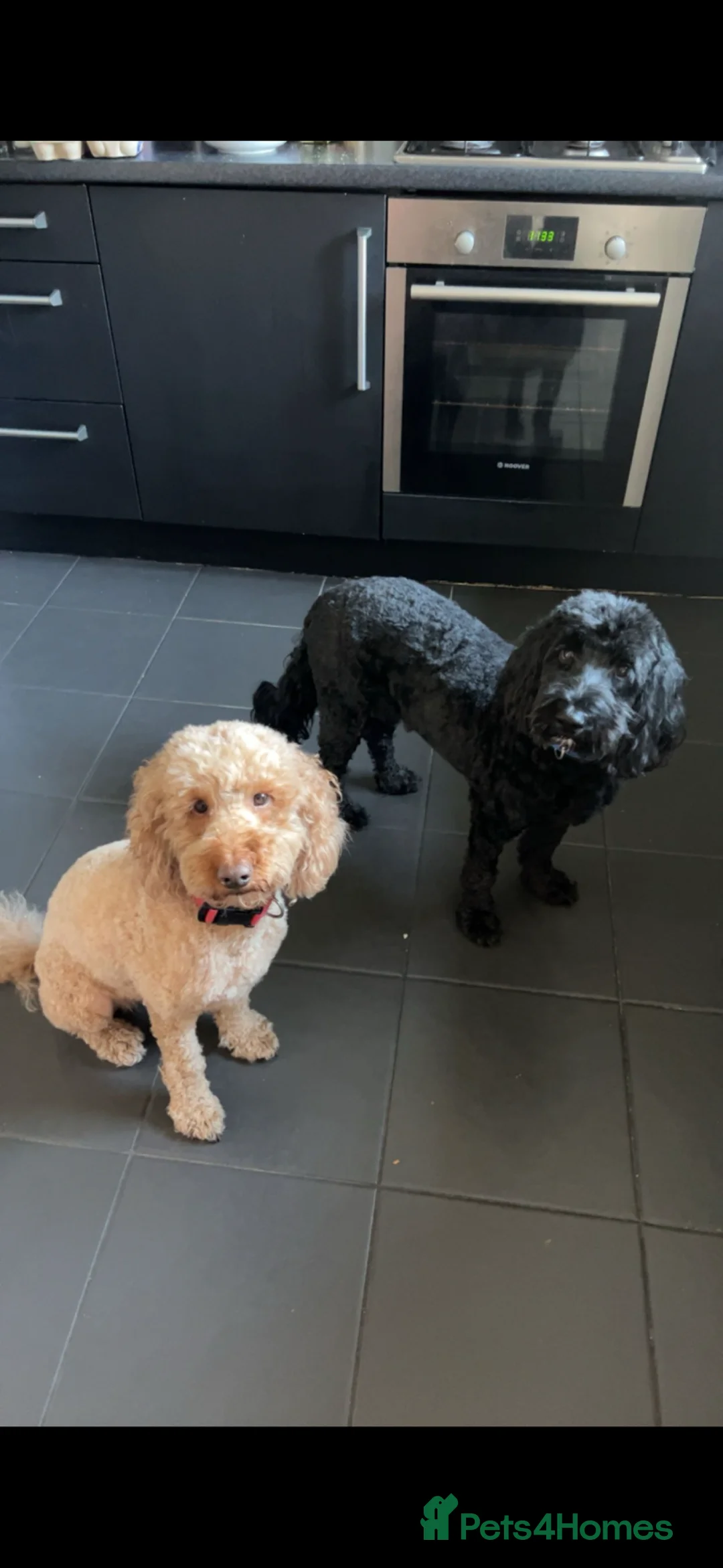 Sproodle dogs for sale: Brothers- Reggie and Rudy - Advert 2