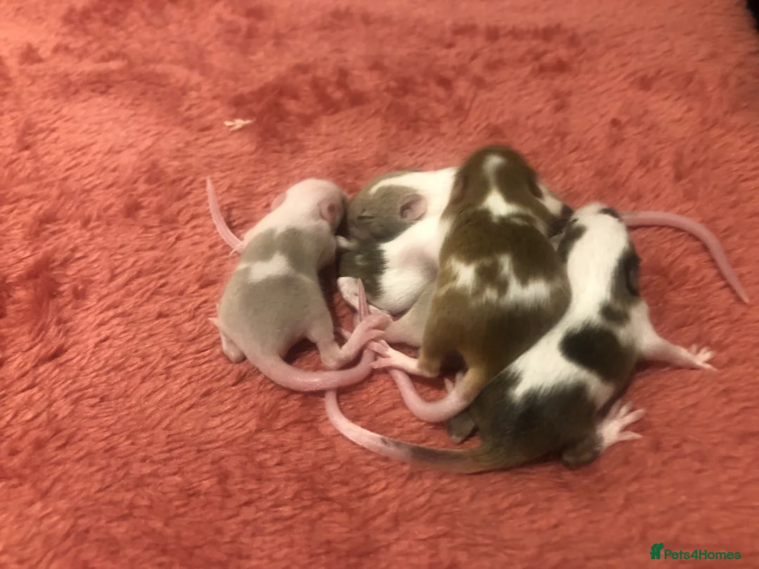 Mouse rodents for sale: Pet only fancy mice for sale - Advert 2