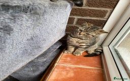 British Shorthair cats for sale: BSH Pedigree Chunky Kittens Chocolate/Gold striped - Image 7
