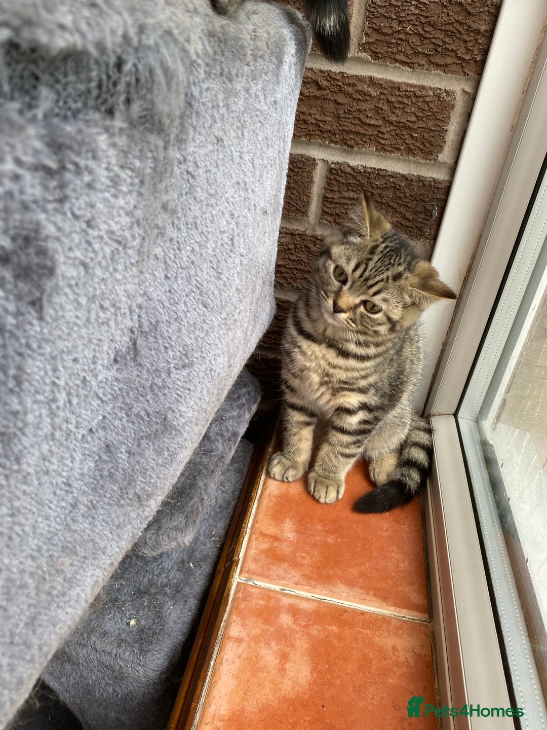 British Shorthair cats for sale: BSH Pedigree Chunky Kittens Chocolate/Gold striped - Image 7