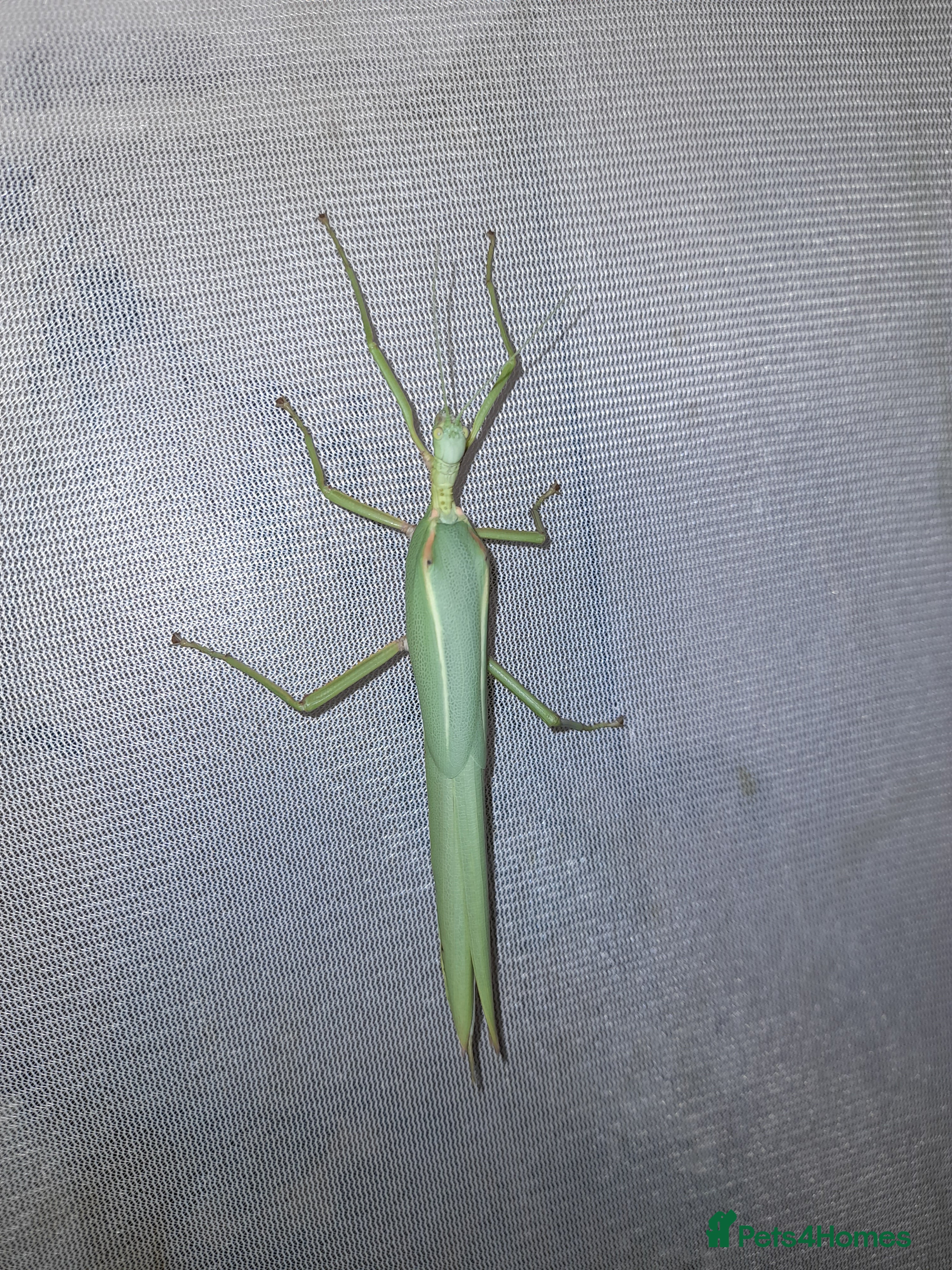 Stick Insects invertebrates Pink winged stick insect - Advert 4