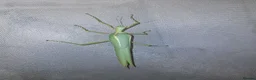 Stick Insects invertebrates for sale: Pink winged stick insect - Advert 2