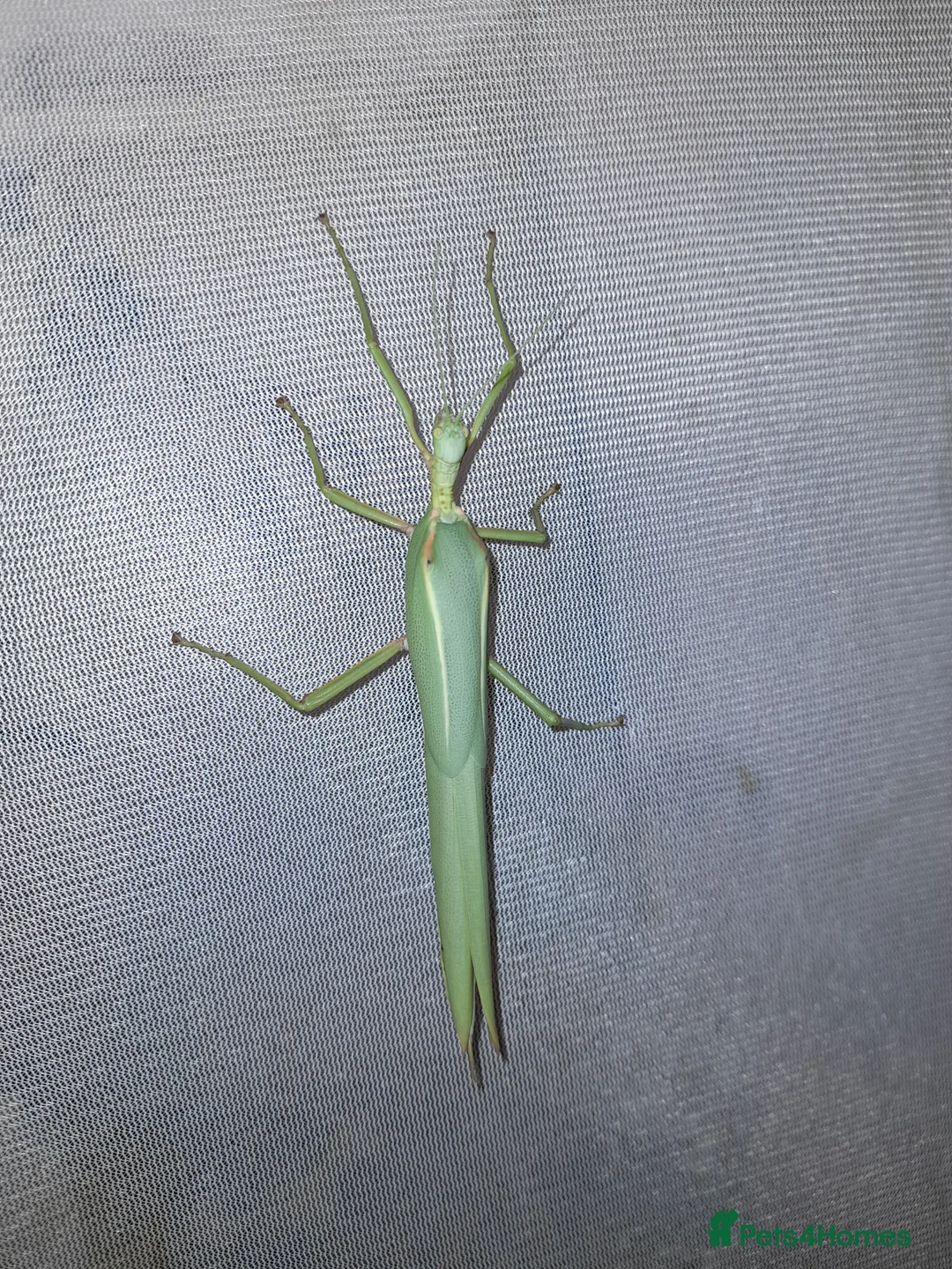 Stick Insects invertebrates for sale: Pink winged stick insect - Advert 2