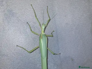 Stick Insects invertebrates Pink winged stick insect - Advert 4