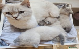 British Shorthair cats for sale: Ready now - Image 8