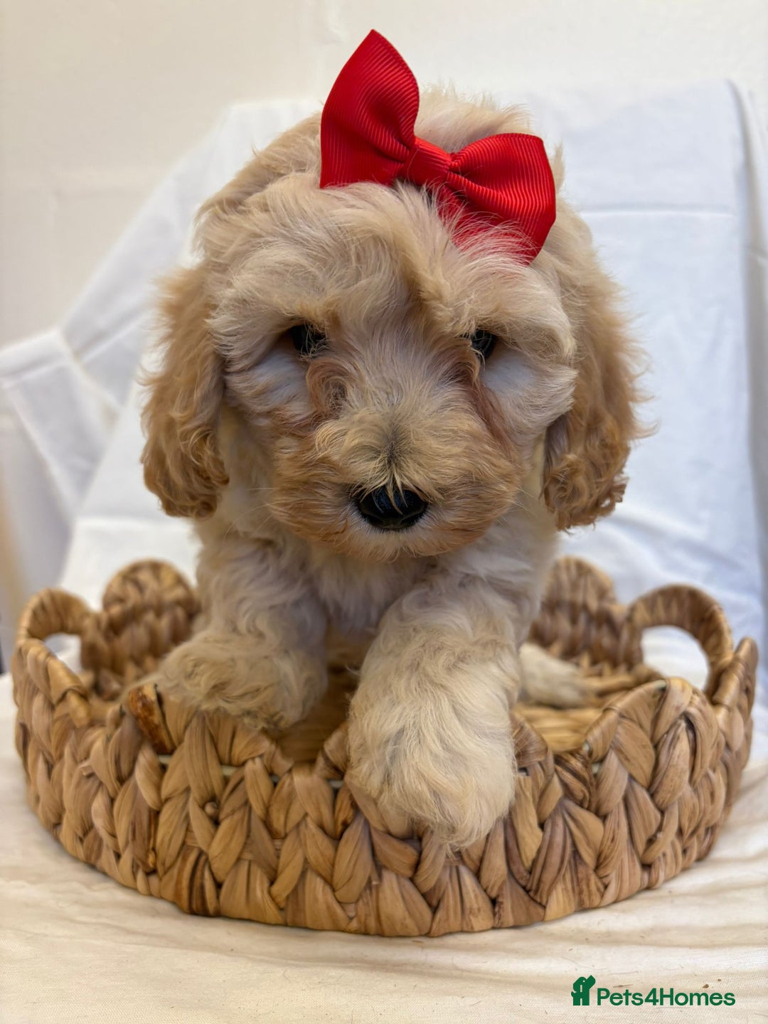 Cavapoo dogs for sale: Beautiful Cavapoo’s - Image 18