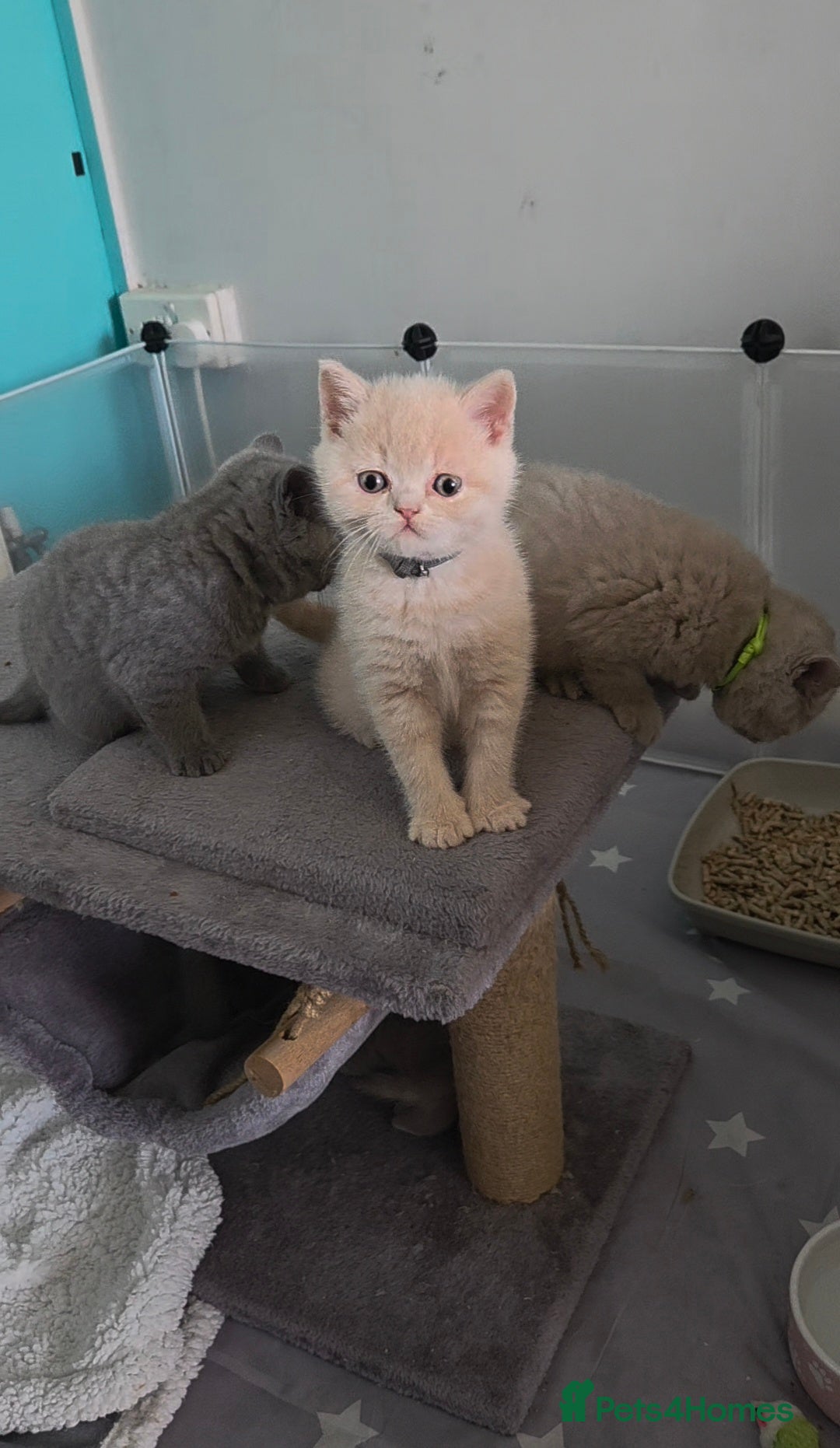 British Shorthair cats British shorthair kittens - Advert 5