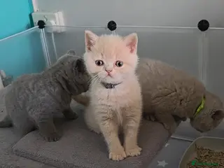 British Shorthair cats British shorthair kittens - Advert 8