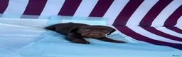 Miniature Dachshund dogs for sale: Miniature Dachshund Puppies - Advert 6