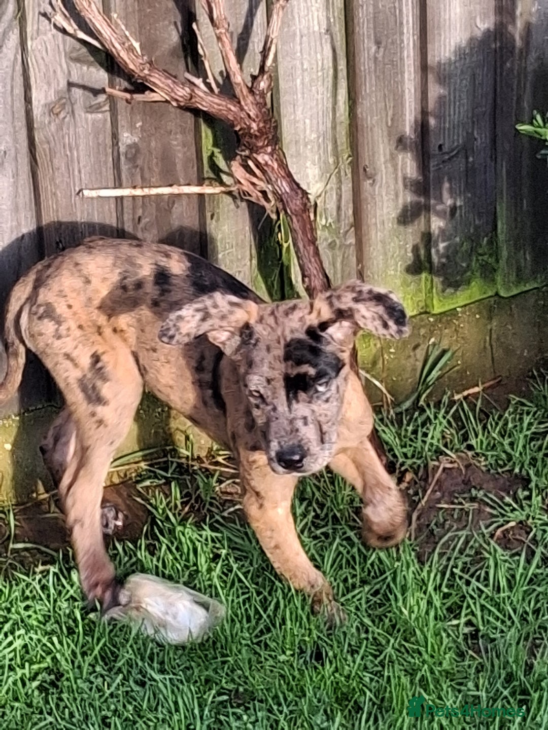 Mixed Breed dogs for sale: Stunning Mastiff x Girl Puppy - Advert 6
