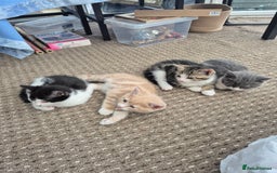 Mixed Breed cats for sale: Tabby male kitten - Advert 6