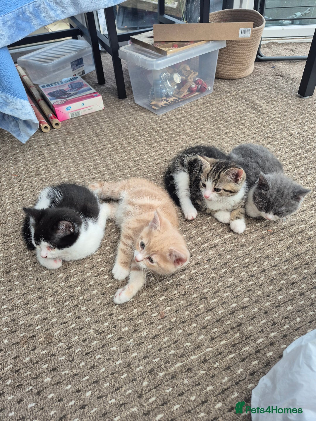 Mixed Breed cats for sale: Tabby male kitten - Advert 6