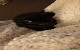 British Longhair cats for sale: Beautiful male kitten for sale - Image 2