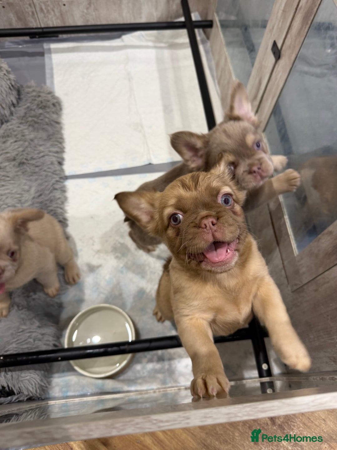 French Bulldog dogs for sale: Fluffy frenchbulldog  - Advert 6