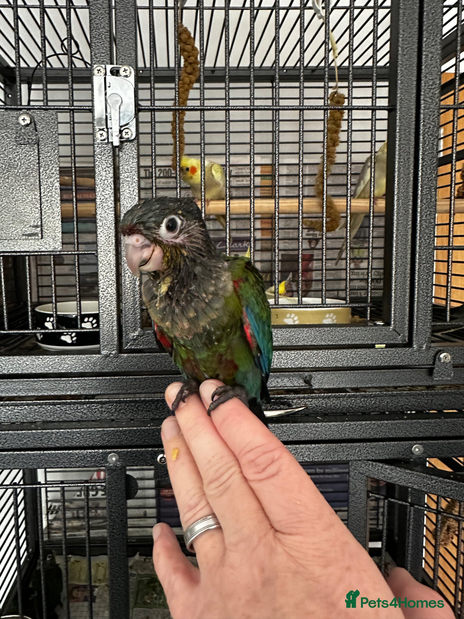 Conures birds Crimson bellied conure - Advert 1