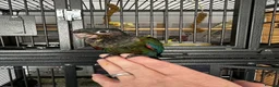 Conures birds for sale: Crimson bellied conure - Advert 1