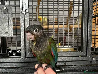 Conures birds for sale: Crimson bellied conure - Advert 1