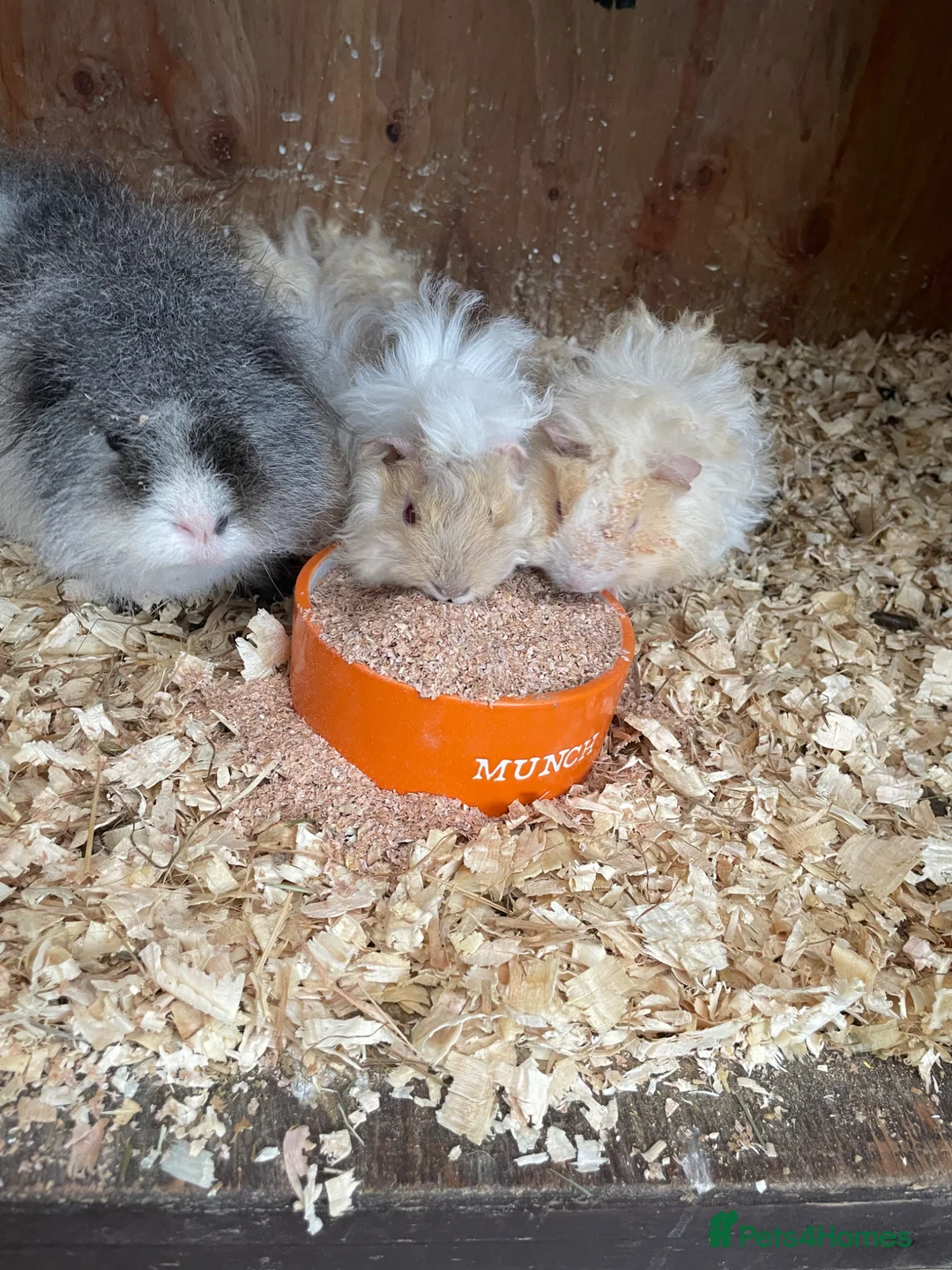 Guinea Pig rodents for sale: Long haired boys - Advert 3