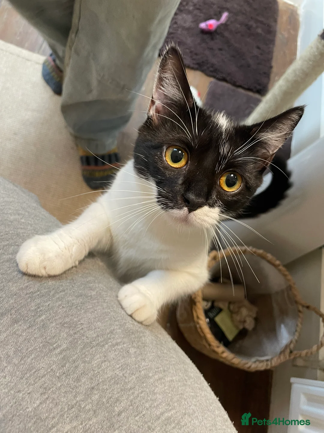 Domestic Shorthair cats for adoption: Chilli and Pepper, 8 month old sisters  in Basingstoke - Advert 8