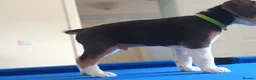 Beagle dogs for sale: Beautiful Pure Beagle Puppies  in Ledbury - Advert 6