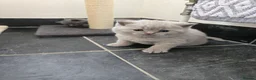 British Shorthair cats for sale: 🐾🏡GCCF Registered BSH Kittens | Champion Line 💫 in Pinner - Advert 4