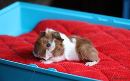 Guinea Pig rodents for sale: Peruvian long haired Babies - Advert 13