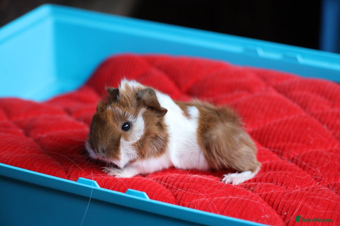 Guinea Pig rodents for sale: Peruvian long haired Babies - Advert 13
