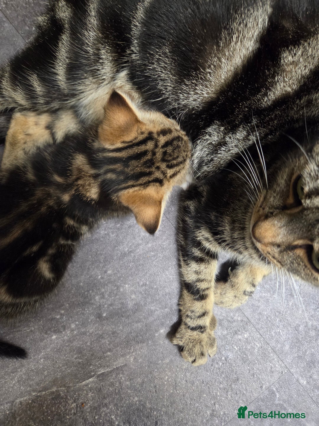 Mixed Breed cats for sale: 2 male kittens for sale - Advert 2