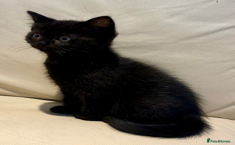 Mixed Breed cats - Advert 1