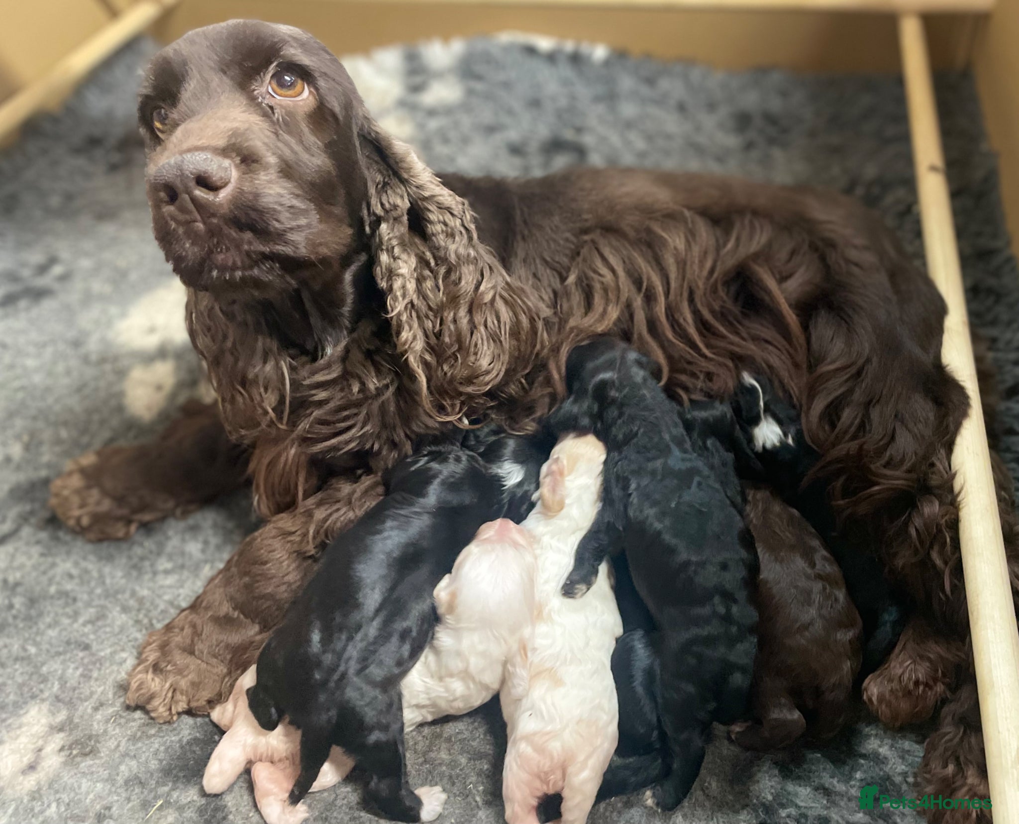 Cockapoo dogs Gorgeous F1 Cockapoo puppies  - Advert 2