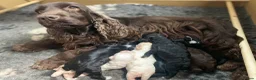 Cockapoo dogs for sale: Gorgeous F1 Cockapoo puppies  - Advert 2