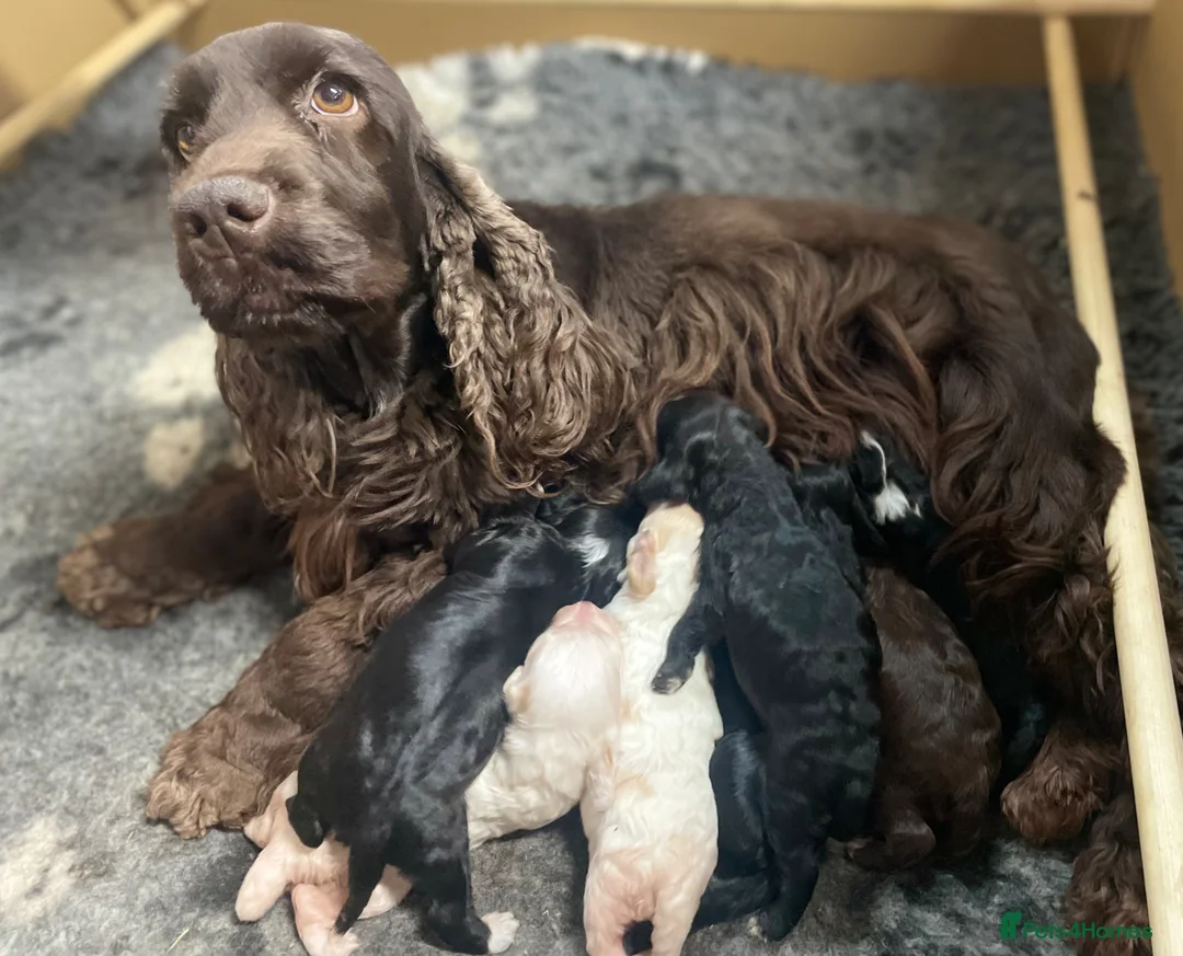Cockapoo dogs for sale: Gorgeous F1 Cockapoo puppies  - Advert 2