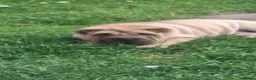 Shar Pei dogs for sale: 2 male sharpei pups - Advert 5