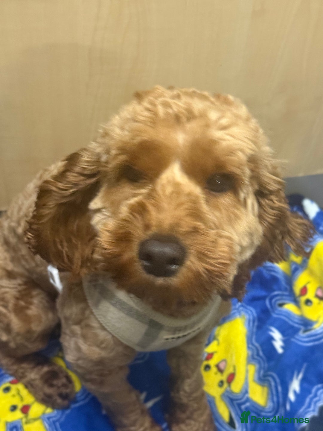 Cockapoo dogs for sale: Cockapoo  - Advert 2