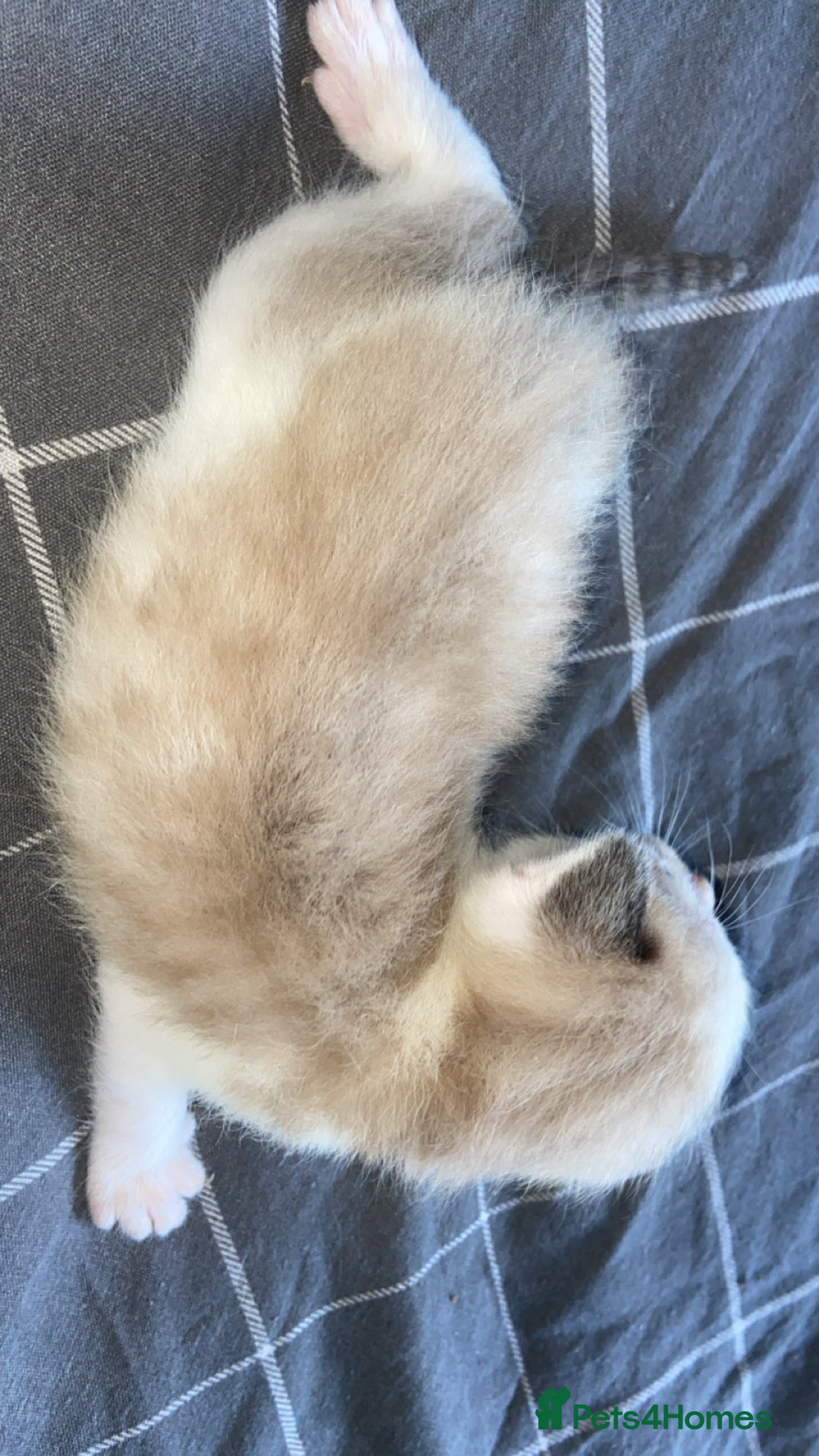 Mixed Breed cats for sale: 5 kittens  - Image 7