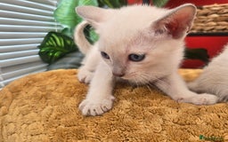 Tonkinese cats for sale: Registered, pedigree 1st generation,  VET checked  - Image 16