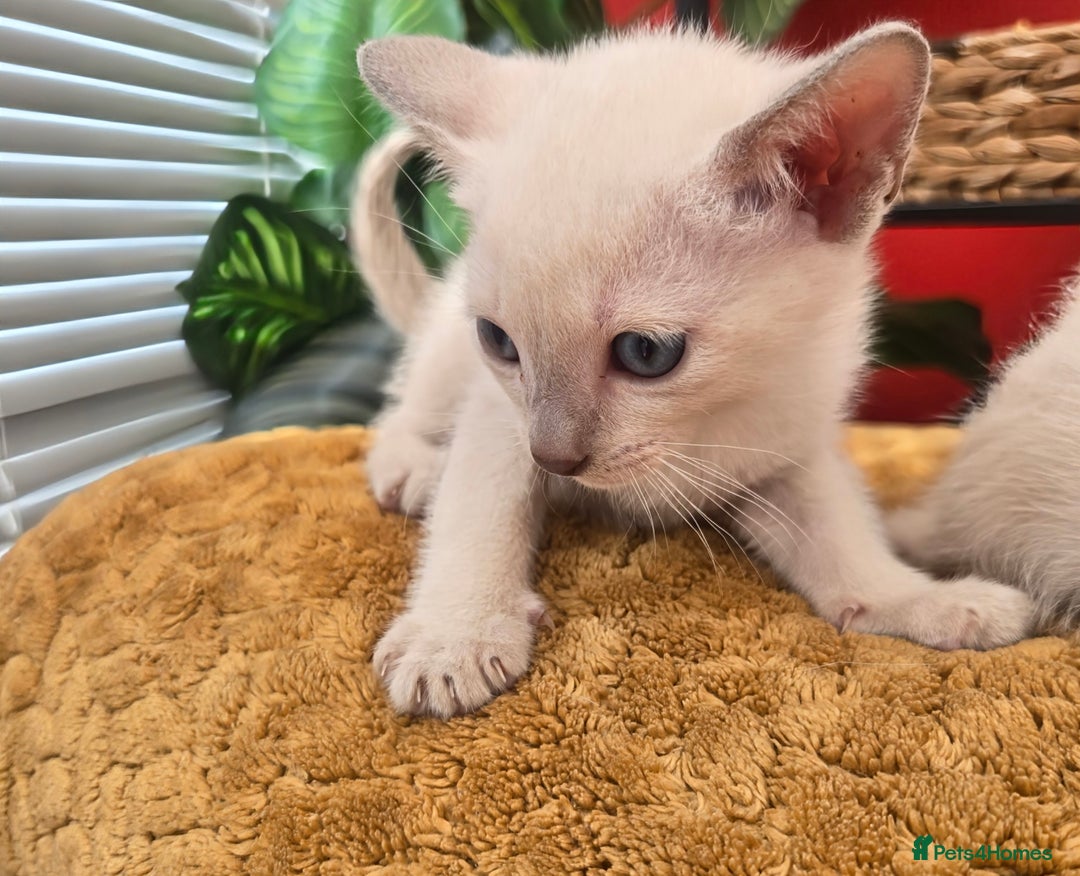 Tonkinese cats for sale: Registered, pedigree 1st generation,  VET checked  - Image 16