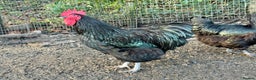 Chickens poultry for sale: Australorp stock cockerel  - Advert 2