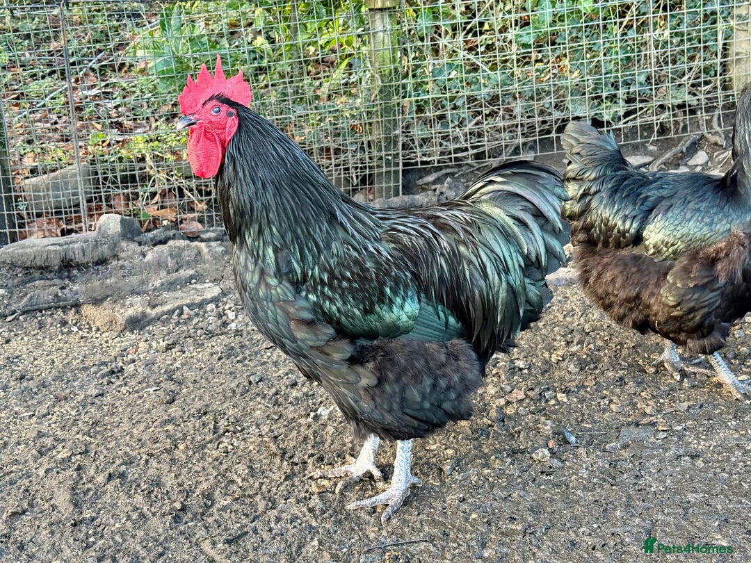 Chickens poultry for sale: Australorp stock cockerel  - Advert 2