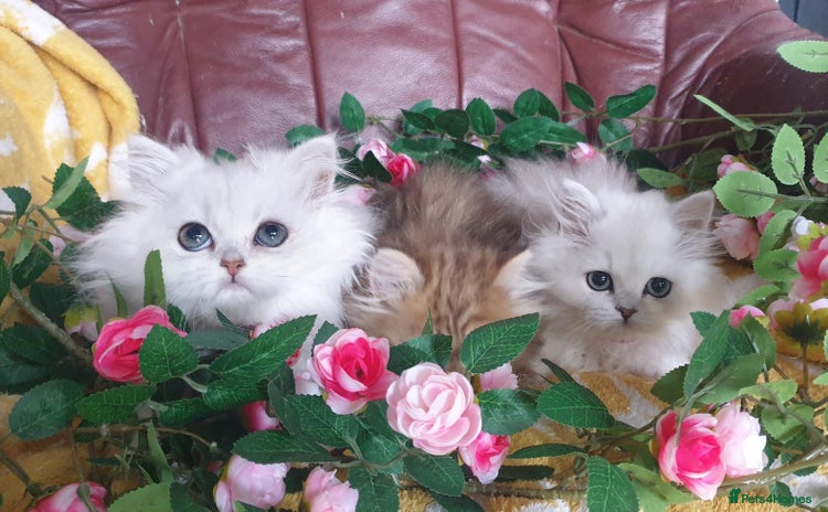 Persian cats - Advert 11